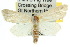  ( - 10ANIC-07686)  @15 [ ] CreativeCommons - Attribution (2010) CBG Photography Group Centre for Biodiversity Genomics
