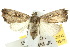  ( - 10ANIC-07742)  @14 [ ] CreativeCommons - Attribution (2010) CBG Photography Group Centre for Biodiversity Genomics