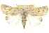  ( - 10ANIC-07811)  @15 [ ] CreativeCommons - Attribution (2010) CBG Photography Group Centre for Biodiversity Genomics