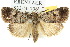  (Thoracolopha verecunda - 10ANIC-07822)  @15 [ ] CreativeCommons - Attribution (2010) CBG Photography Group Centre for Biodiversity Genomics