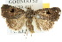  ( - 10ANIC-07824)  @14 [ ] CreativeCommons - Attribution (2010) CBG Photography Group Centre for Biodiversity Genomics