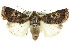  (Proteuxoa coelenoptera - 10ANIC-07937)  @15 [ ] CreativeCommons - Attribution (2010) CBG Photography Group Centre for Biodiversity Genomics