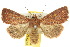  (Leucania sp. ANIC3 - 10ANIC-07999)  @13 [ ] CreativeCommons - Attribution (2010) CBG Photography Group Centre for Biodiversity Genomics