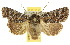  (Leucania sp. ANIC4 - 10ANIC-08013)  @15 [ ] CreativeCommons - Attribution (2010) CBG Photography Group Centre for Biodiversity Genomics