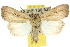  (Leucania sp. ANIC5 - 10ANIC-08026)  @14 [ ] CreativeCommons - Attribution (2010) CBG Photography Group Centre for Biodiversity Genomics