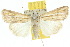  (Leucania cruegeri - 10ANIC-08059)  @15 [ ] CreativeCommons - Attribution (2010) CBG Photography Group Centre for Biodiversity Genomics