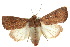  (Leucania leucosta - 10ANIC-08099)  @15 [ ] CreativeCommons - Attribution (2010) CBG Photography Group Centre for Biodiversity Genomics