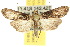  ( - 10ANIC-08345)  @15 [ ] CreativeCommons - Attribution (2010) CBG Photography Group Centre for Biodiversity Genomics