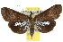  (Lophoptera abbreviata - 10ANIC-08359)  @15 [ ] CreativeCommons - Attribution (2010) CBG Photography Group Centre for Biodiversity Genomics