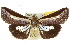  (Lophoptera melanesigera - 10ANIC-08363)  @15 [ ] CreativeCommons - Attribution (2010) CBG Photography Group Centre for Biodiversity Genomics