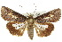  (Lophoptera vittigera - 10ANIC-08370)  @15 [ ] CreativeCommons - Attribution (2010) CBG Photography Group Centre for Biodiversity Genomics