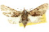  (Anigraea particolor - 10ANIC-08433)  @15 [ ] CreativeCommons - Attribution (2010) CBG Photography Group Centre for Biodiversity Genomics