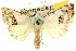  ( - 10ANIC-08441)  @14 [ ] CreativeCommons - Attribution (2010) CBG Photography Group Centre for Biodiversity Genomics