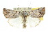  (Bryophilopsis - 10ANIC-08613)  @15 [ ] CreativeCommons - Attribution (2010) CBG Photography Group Centre for Biodiversity Genomics