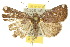  ( - 10ANIC-08925)  @14 [ ] CreativeCommons - Attribution (2010) CBG Photography Group Centre for Biodiversity Genomics