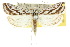  (Parapoynx euryscia - 10ANIC-09001)  @15 [ ] CreativeCommons - Attribution (2010) CBG Photography Group Centre for Biodiversity Genomics