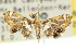  ( - 10ANIC-09022)  @13 [ ] CreativeCommons - Attribution (2010) CBG Photography Group Centre for Biodiversity Genomics