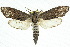  ( - 10ANIC-09289)  @15 [ ] CreativeCommons - Attribution (2010) CBG Photography Group Centre for Biodiversity Genomics