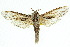  ( - 10ANIC-09292)  @14 [ ] CreativeCommons - Attribution (2010) CBG Photography Group Centre for Biodiversity Genomics