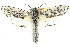  ( - 10ANIC-09331)  @14 [ ] CreativeCommons - Attribution (2010) CBG Photography Group Centre for Biodiversity Genomics