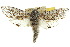  ( - 10ANIC-09347)  @14 [ ] CreativeCommons - Attribution (2010) CBG Photography Group Centre for Biodiversity Genomics