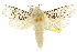  ( - 10ANIC-09363)  @13 [ ] CreativeCommons - Attribution (2010) CBG Photography Group Centre for Biodiversity Genomics