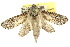  (Endoxyla arachnophora - 10ANIC-09403)  @15 [ ] CreativeCommons - Attribution (2010) CBG Photography Group Centre for Biodiversity Genomics