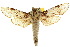  ( - 10ANIC-09419)  @15 [ ] CreativeCommons - Attribution (2010) CBG Photography Group Centre for Biodiversity Genomics