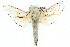  (Zeuzerinae - 10ANIC-09448)  @15 [ ] CreativeCommons - Attribution (2010) CBG Photography Group Centre for Biodiversity Genomics