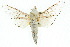  (Zeuzera quieta - 10ANIC-09449)  @15 [ ] CreativeCommons - Attribution (2010) CBG Photography Group Centre for Biodiversity Genomics