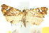  ( - 10ANIC-09103)  @14 [ ] CreativeCommons - Attribution (2010) CBG Photography Group Centre for Biodiversity Genomics