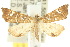  ( - 10ANIC-09104)  @14 [ ] CreativeCommons - Attribution (2010) CBG Photography Group Centre for Biodiversity Genomics