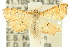  ( - 10ANIC-09110)  @13 [ ] CreativeCommons - Attribution (2010) CBG Photography Group Centre for Biodiversity Genomics