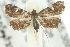  (Elachypteryx erebenna - 10ANIC-09112)  @14 [ ] CreativeCommons - Attribution (2010) CBG Photography Group Centre for Biodiversity Genomics