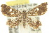  (Baeoptila oculalis - 10ANIC-09119)  @15 [ ] CreativeCommons - Attribution (2010) CBG Photography Group Centre for Biodiversity Genomics
