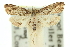  ( - 10ANIC-10108)  @11 [ ] CreativeCommons - Attribution (2010) CBG Photography Group Centre for Biodiversity Genomics