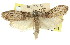 (Dinopleura - 11ANIC-00315)  @11 [ ] CreativeCommons - Attribution (2011) ANIC/CBG Photography Group Centre for Biodiversity Genomics