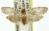  ( - 11ANIC-00342)  @13 [ ] CreativeCommons - Attribution (2011) ANIC/CBG Photography Group Centre for Biodiversity Genomics