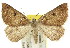  (Loweria haplochroa - 11ANIC-00031)  @15 [ ] CreativeCommons - Attribution (2011) ANIC/CBG Photography Group Centre for Biodiversity Genomics