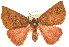  (Amelora sp. ANIC3 - 11ANIC-00085)  @11 [ ] CreativeCommons - Attribution (2011) ANIC/CBG Photography Group Centre for Biodiversity Genomics