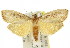  ( - 11ANIC-00122)  @15 [ ] CreativeCommons - Attribution (2011) ANIC/CBG Photography Group Centre for Biodiversity Genomics