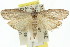  (Heteromicta pachytera - 11ANIC-00161)  @15 [ ] CreativeCommons - Attribution (2011) ANIC/CBG Photography Group Centre for Biodiversity Genomics