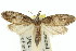  (Heteromicta sp. ANIC4 - 11ANIC-00173)  @14 [ ] CreativeCommons - Attribution (2011) ANIC/CBG Photography Group Centre for Biodiversity Genomics