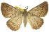  ( - 11ANIC-00229)  @11 [ ] CreativeCommons - Attribution (2011) ANIC/CBG Photography Group Centre for Biodiversity Genomics