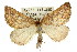  ( - 11ANIC-00245)  @14 [ ] CreativeCommons - Attribution (2011) ANIC/CBG Photography Group Centre for Biodiversity Genomics