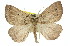  (Furcatrox crenulata - 11ANIC-00417)  @14 [ ] CreativeCommons - Attribution (2011) ANIC/CBG Photography Group Centre for Biodiversity Genomics