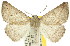  (Cassythaphaga - 11ANIC-00436)  @15 [ ] CreativeCommons - Attribution (2011) ANIC/CBG Photography Group Centre for Biodiversity Genomics