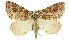  (Plesiolaea sp. ANIC3 - 11ANIC-00526)  @15 [ ] CreativeCommons - Attribution (2011) ANIC/CBG Photography Group Centre for Biodiversity Genomics