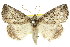  (Plesiolaea sp. ANIC5 - 11ANIC-00533)  @15 [ ] CreativeCommons - Attribution (2011) ANIC/CBG Photography Group Centre for Biodiversity Genomics