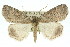  (Plesiolaea sp. ANIC6 - 11ANIC-00537)  @14 [ ] CreativeCommons - Attribution (2011) ANIC/CBG Photography Group Centre for Biodiversity Genomics